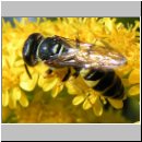 Philanthus triangulum - Bienenwolf m02.jpg